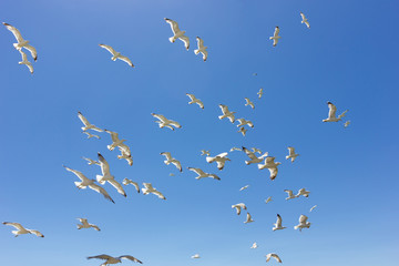swarm of flying sea gulls