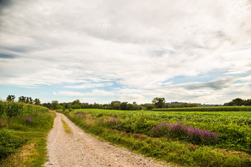 lavander on a country road in the fields of italy