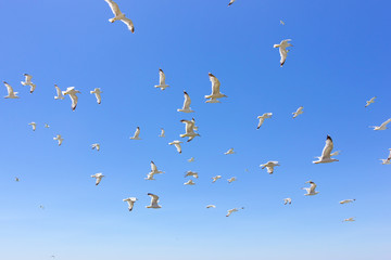 swarm of flying sea gulls