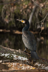 Kormoran