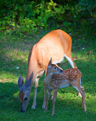 Doe and fawn
