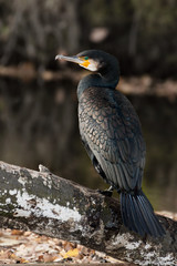 Kormoran