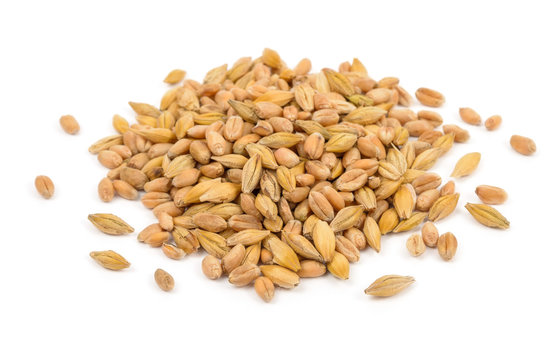 raw wheat seeds