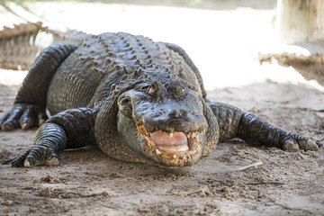 alligator  everglades