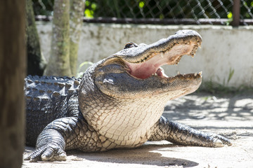 alligator  everglades