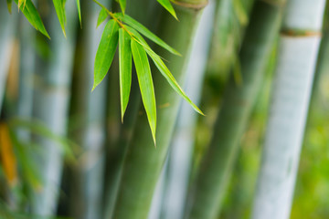 bamboo leaves