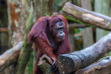 Borean Orangutan