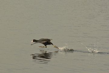 folaga (Fulica atra) in corsa sull'acqua