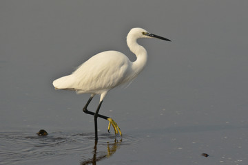 garzetta (Egretta garzetta) nello stagno