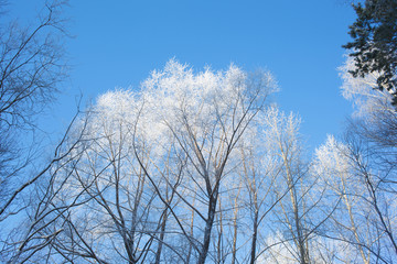 frosted tree tops on sky background