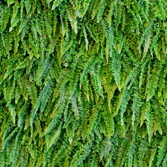 green fern as a background