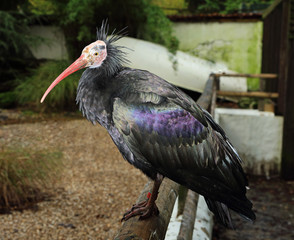 Glossy Ibis perched on a fence