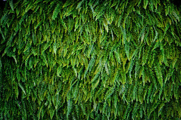 green fern as a background