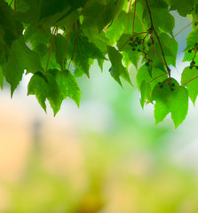 Fototapeta na wymiar natural green grape leaves covering