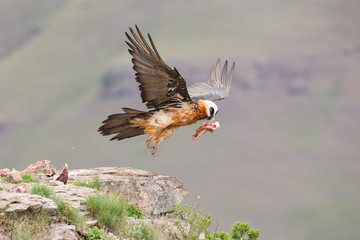 Adult bearded vulture take off from mountain after finding food