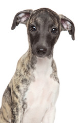 Whippet puppy portrait on white background