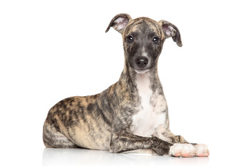 Whippet puppy on white background