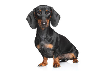 Miniature dachshund