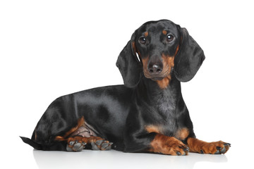 Miniature dachshund - 74195659