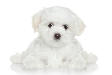 Maltese puppy on white background - obrazy, fototapety, plakaty