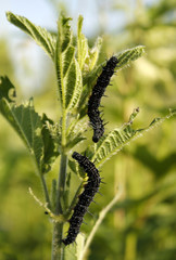 Caterpillar on nettles