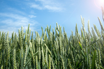 green field and blue sky