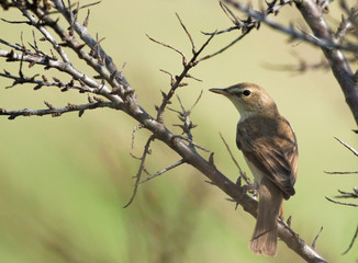 Sedge warbler on branch 