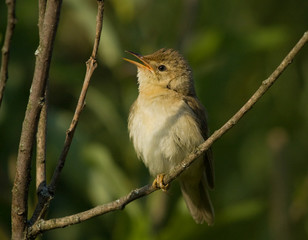 Marsh Warbler on branch