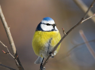 Blue tit on branch