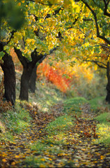 Wanderweg unter Aprikosenbäumen im Herbst