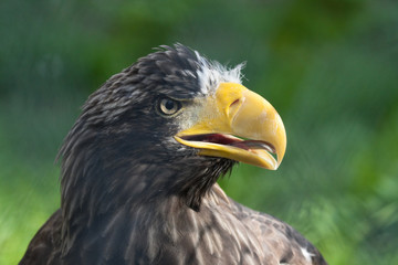 Steller's Sea Eagle