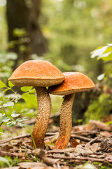 Edible mushrooms