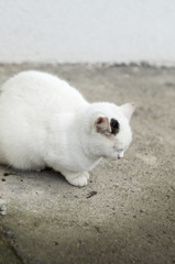 Fototapeta premium White cat with black speckles taking a nap
