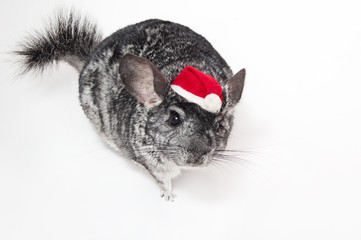 Szynszyl Mikołaj © 07photo