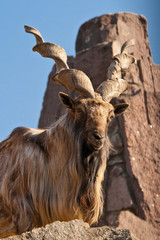 Brown Markhor lying on rock, Moscow Zoo