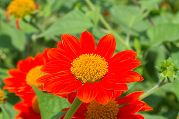 Mexican sunflower