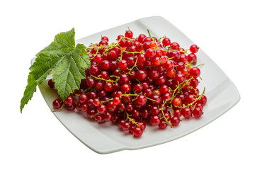 Red currant
