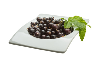 Black currant