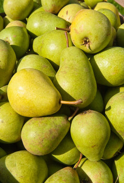 Pears harvest