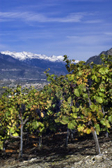 Fototapeta na wymiar Pinot Noir -Weintrauben im Schweizer Wallis