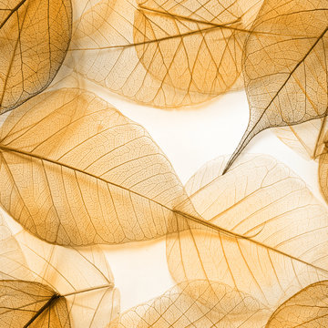 Macro leaves seamless texture