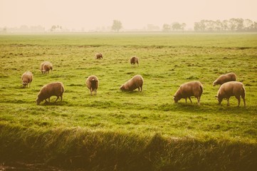 Sheep at the meadow