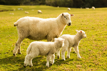 little lambs with the mother in the grass