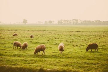 Naklejka na ściany i meble Herd of sheep at the farm meadow