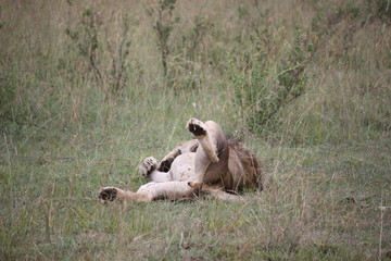 Masai Mara - Löwe liegt auf dem Rücken