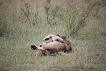 Löwe wälzt sich - Masai Mara © ClaraNila