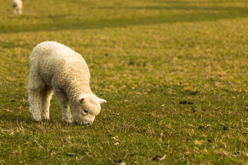 little lamb in the grass