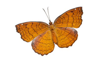 Top view of angled castor  butterfly