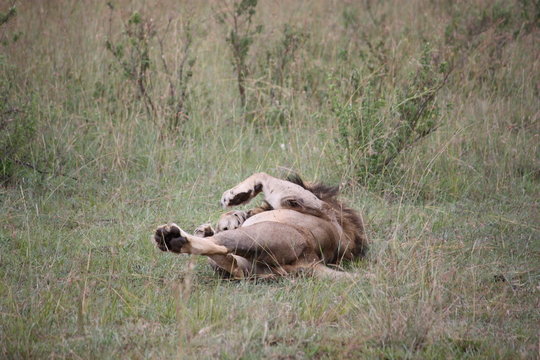L&ouml;we w&auml;lzt sich - Masai Mara