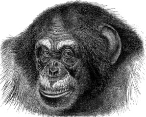 Naklejka premium Vintage Illustration ape chimpanzee